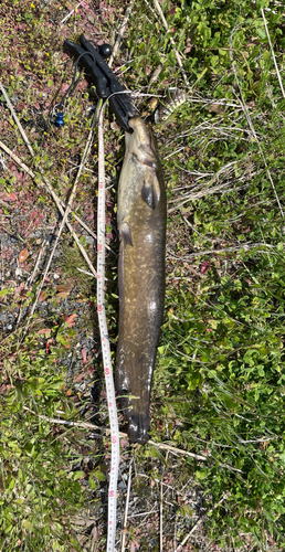 ナマズの釣果