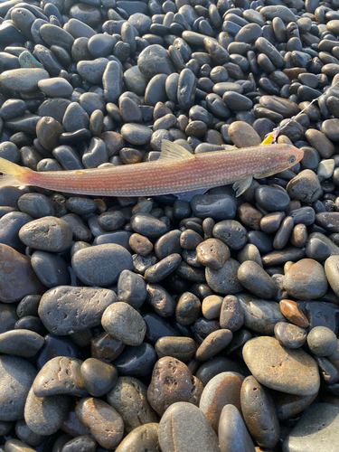 エソの釣果