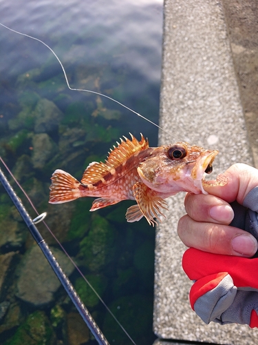 アラカブの釣果