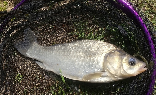 ヘラブナの釣果