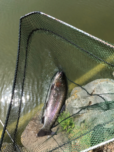 ニジマスの釣果