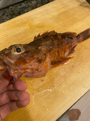 カサゴの釣果