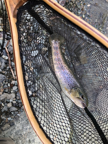 ブラウントラウトの釣果