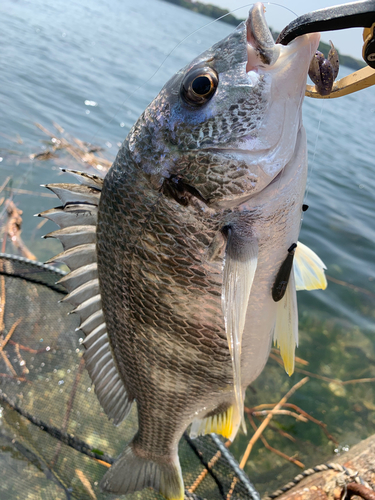 キビレの釣果