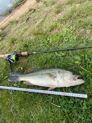 ブラックバスの釣果