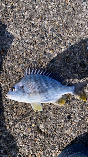 キビレの釣果