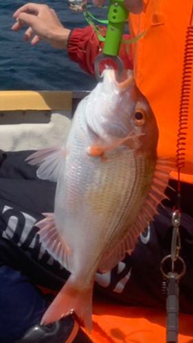 レンコダイの釣果