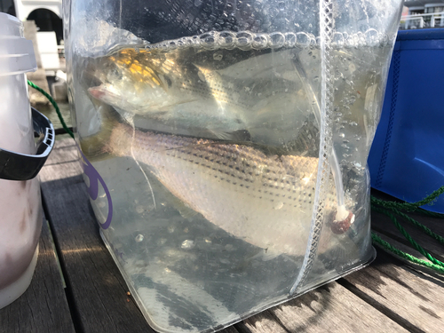 コノシロの釣果