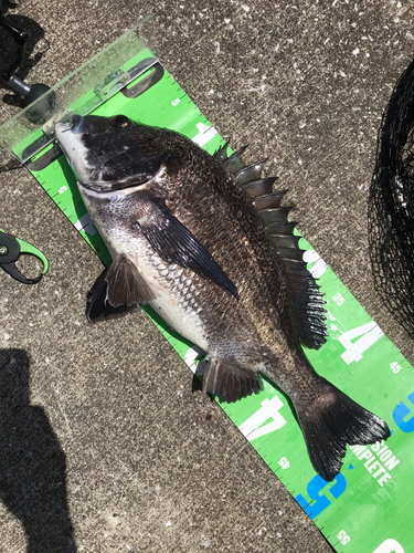 クロダイの釣果