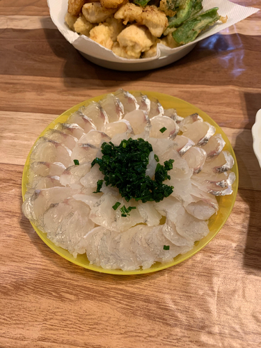 マゴチの釣果