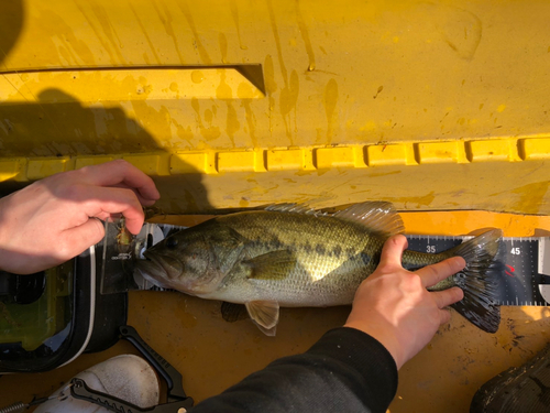 ブラックバスの釣果