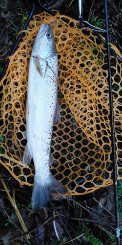 ブラウントラウトの釣果