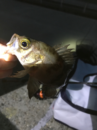 メバルの釣果