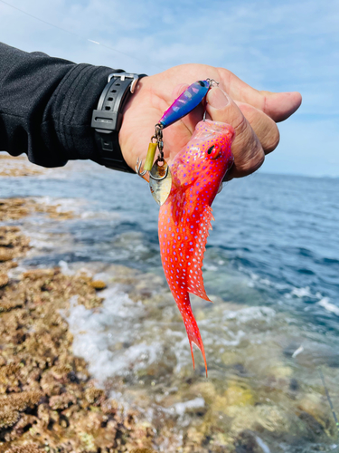 バラハタの釣果