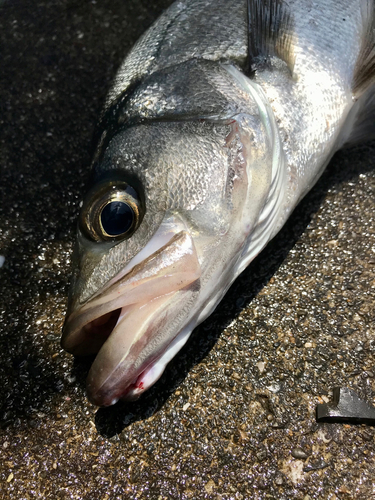 フッコ（ヒラスズキ）の釣果