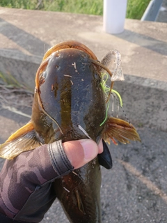 ナマズの釣果