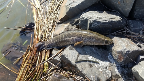 ライギョの釣果