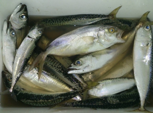 ショゴの釣果