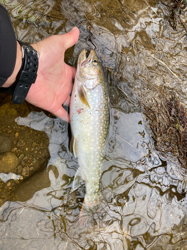 アメマスの釣果