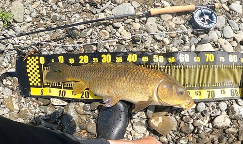 コイの釣果