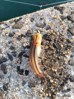 アカオビシマハゼの釣果