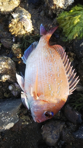 マダイの釣果