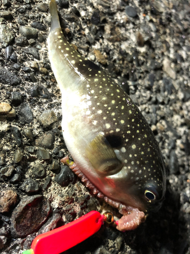 クサフグの釣果