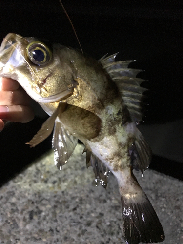 メバルの釣果