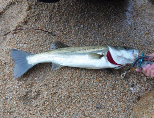 スズキの釣果