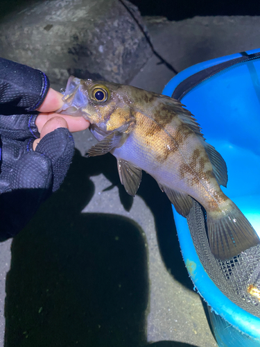 メバルの釣果