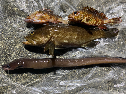 アナゴの釣果