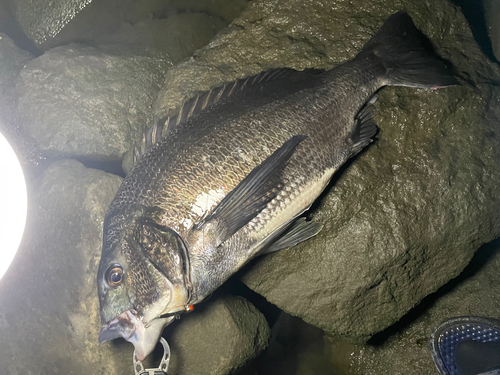 クロダイの釣果