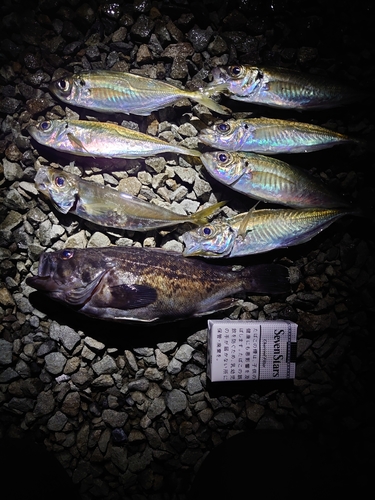 ソイの釣果