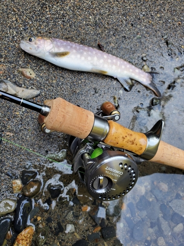 イワナの釣果