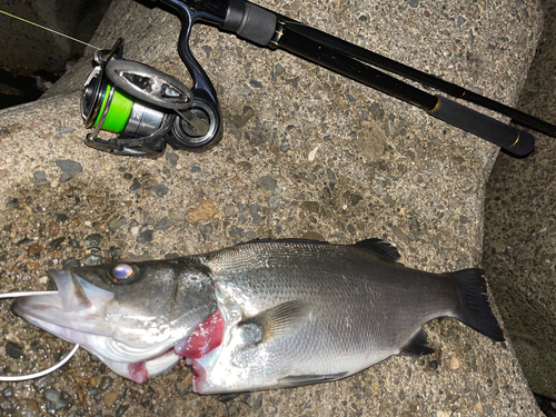 ヒラスズキの釣果