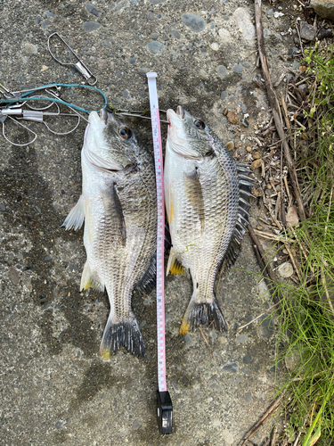 キビレの釣果