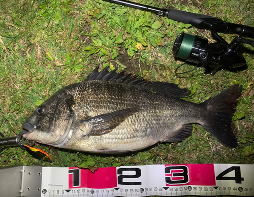 チヌの釣果