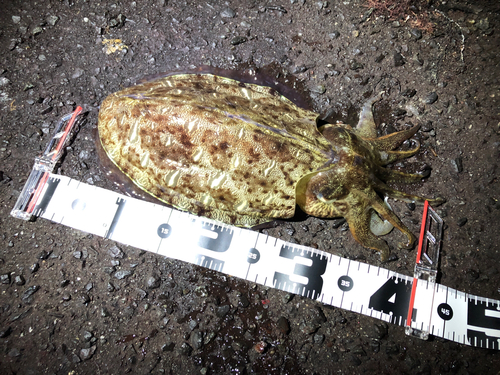 モンゴウイカの釣果