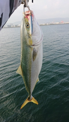 ヤズの釣果