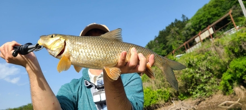 ニゴイの釣果