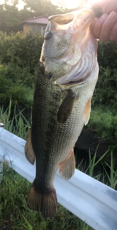 ラージマウスバスの釣果