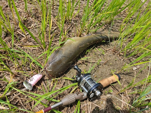 ナマズの釣果