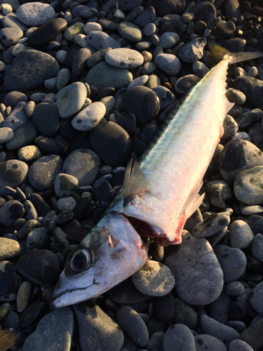 サバの釣果