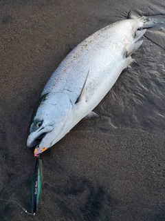 サクラマスの釣果