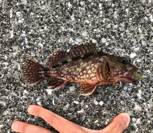 カサゴの釣果