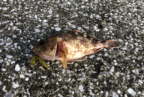 カサゴの釣果