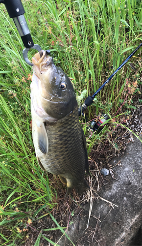 コイの釣果