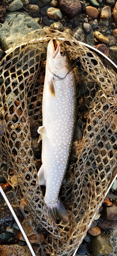 アメマスの釣果