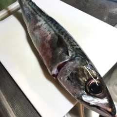 サバの釣果