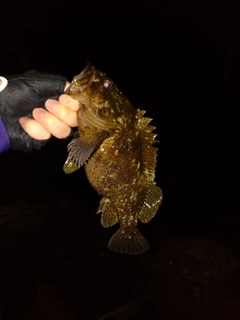 クロソイの釣果